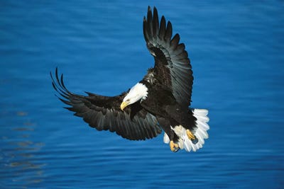 Bald Eagle in Flight Alaska Canvas Picture Poster Art